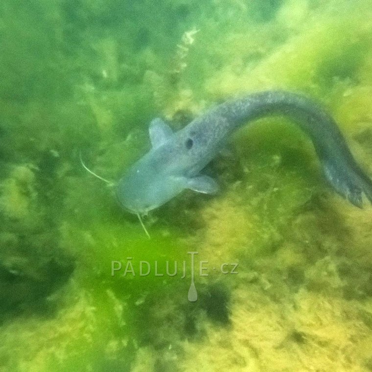 Půjčovna paddleboardů MILADA