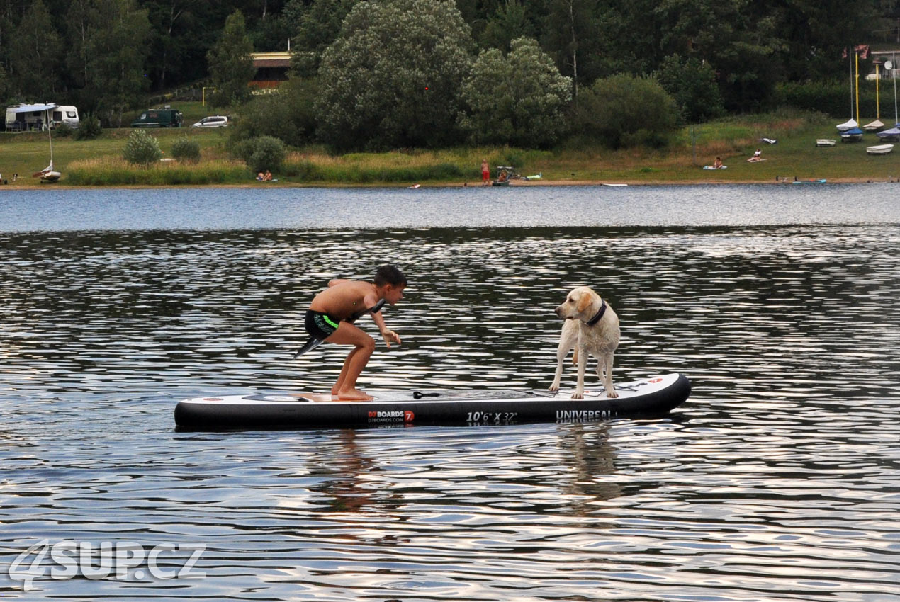 Retriever na paddleboardu. Paddleboard a pes, vemte svého pejska na projížďku na paddleboradu