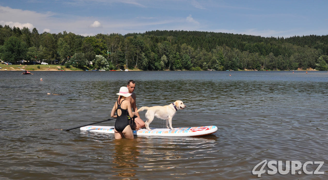 Retriever na paddleboardu. Paddleboard a pes, vemte svého pejska na projížďku na paddleboradu