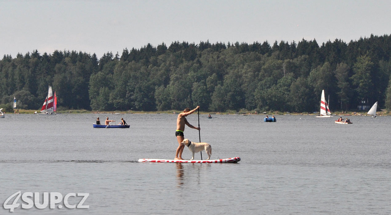 Retriever na paddleboardu. Paddleboard a pes, vemte svého pejska na projížďku na paddleboradu