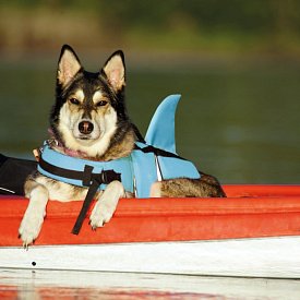 Záchranná plovací vesta pro psa Nobby Elen neon ŽRALOK modrá