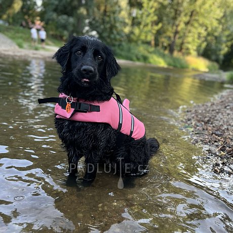 Záchranná plovací vesta pro psa Nobby Elen neon ŽRALOK růžová