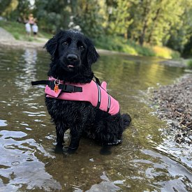 Záchranná plovací vesta pro psa Nobby Elen neon ŽRALOK růžová