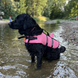Záchranná plovací vesta pro psa Nobby Elen neon ŽRALOK růžová