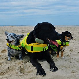Záchranná plovací vesta pro psa RESTUBE